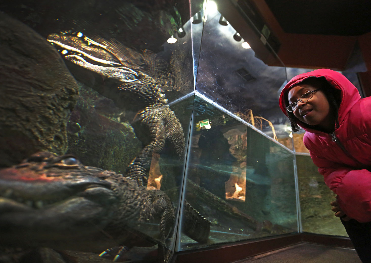 Zoo Feature